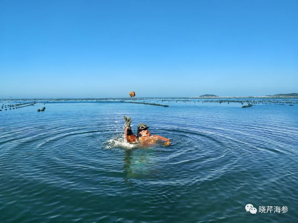 大连海参,晓芹海参,海参,海参捕捞,海参原产地,秋参.jpg