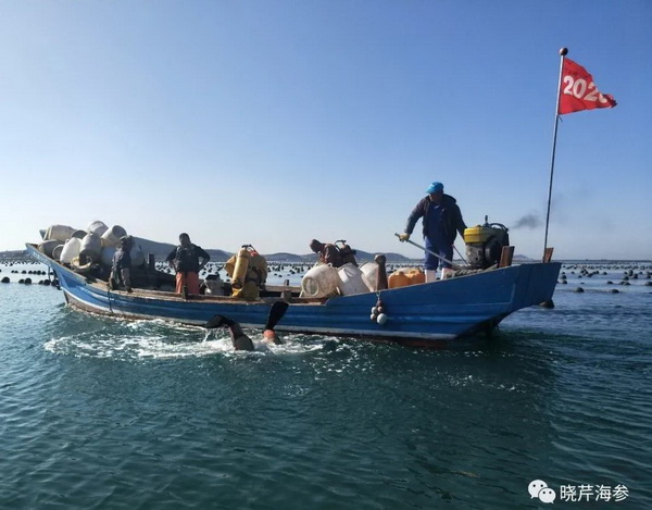 大连海参,晓芹海参,海参,海参捕捞,海参原产地,秋参.jpg