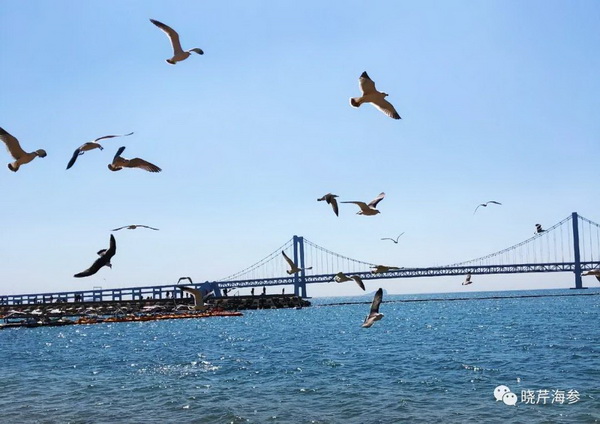 风吹浪涌,晓芹,大连海参,晓芹海参,海参,电影,院线.jpg